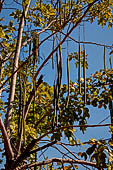 Chiang Mai - Big tree at the Wat Chedi Luang, 